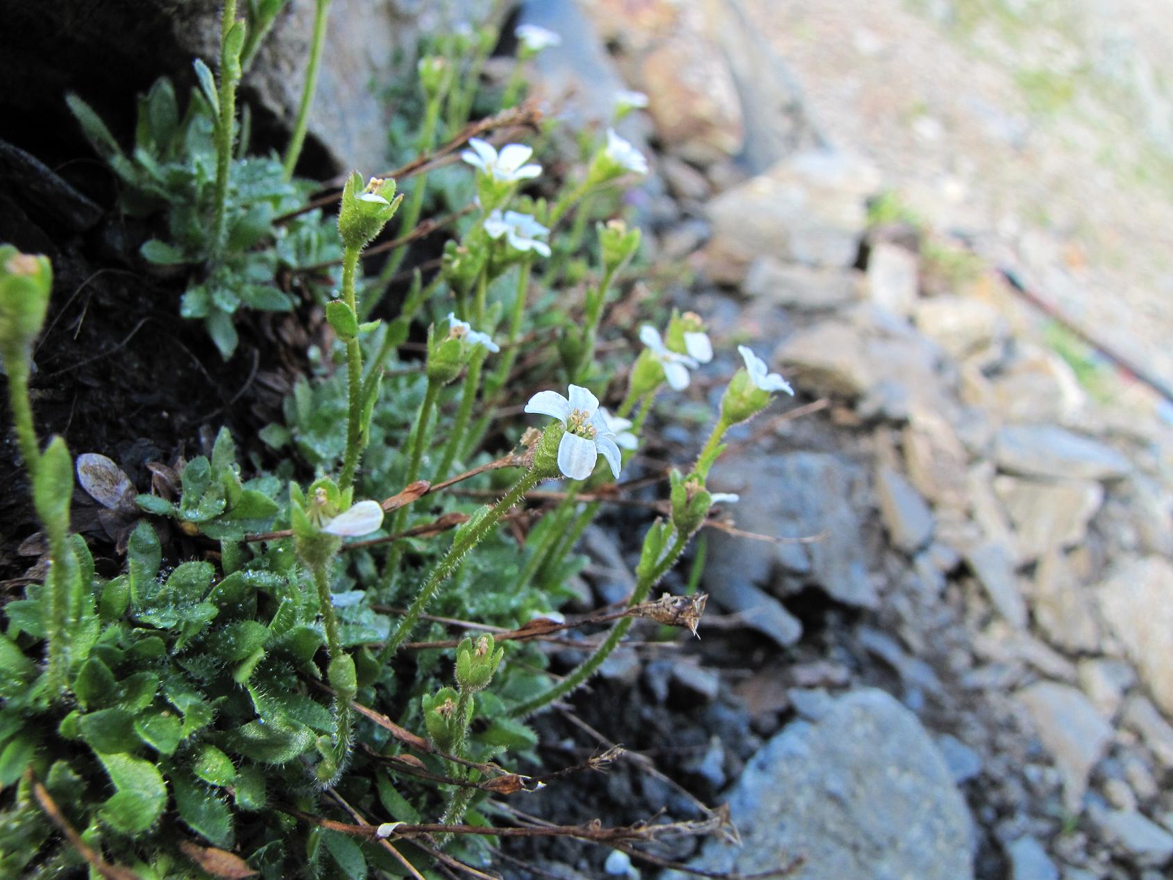 Saxifraga androsacea / Sassifraga rosulata